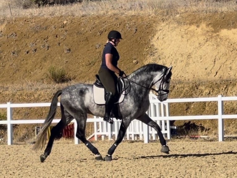 PRE Hengst 4 Jaar 167 cm Schimmel in Coín, Malaga