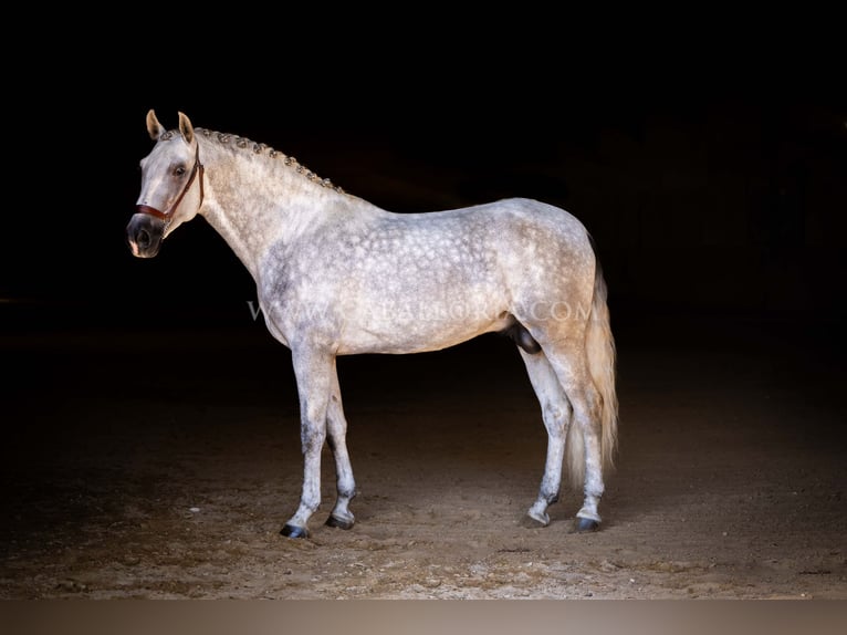 PRE Hengst 4 Jaar 167 cm Schimmel in Rafelguaraf