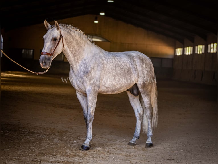 PRE Hengst 4 Jaar 167 cm Schimmel in Rafelguaraf