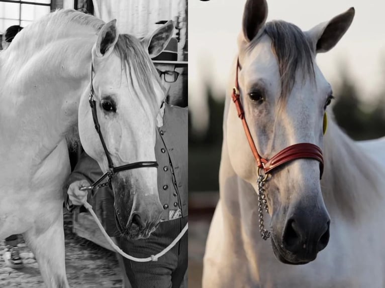 PRE Mix Hengst 4 Jaar 167 cm Schimmel in Navas Del Madro&#xF1;o