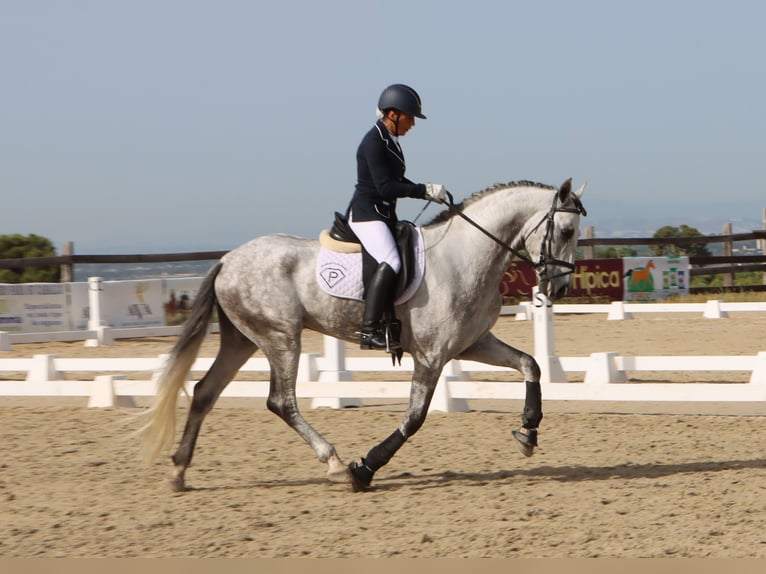 PRE Mix Hengst 4 Jaar 168 cm Appelschimmel in Sagunt/Sagunto