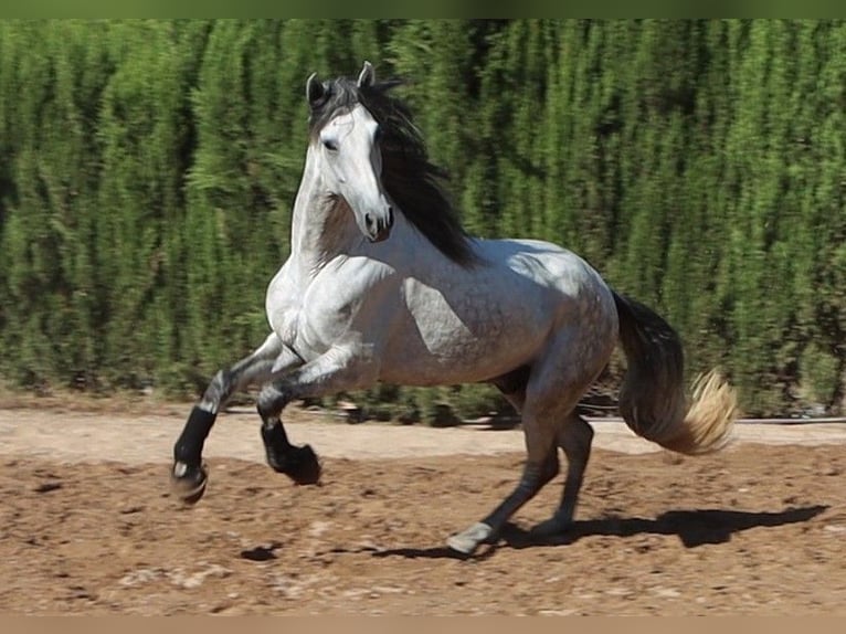 PRE Hengst 4 Jaar 168 cm Appelschimmel in Sagunt/Sagunto