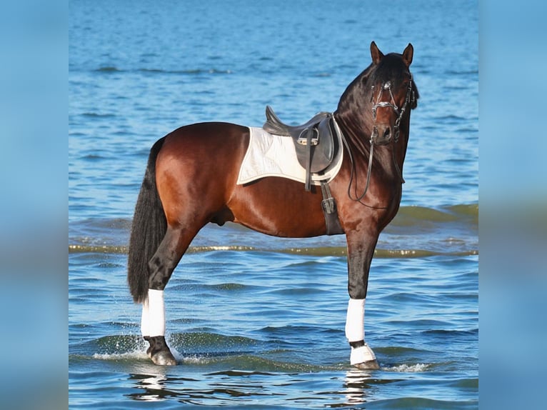 PRE Hengst 4 Jaar 168 cm Bruin in Jerez de la Frontera