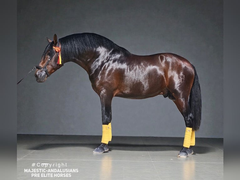 PRE Hengst 4 Jaar 168 cm Bruin in Jerez de la Frontera