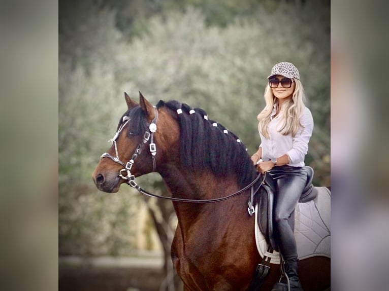 PRE Hengst 4 Jaar 168 cm Bruin in Jerez de la Frontera