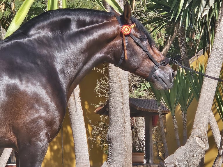 PRE Hengst 4 Jaar 168 cm Bruin in Jerez de la Frontera