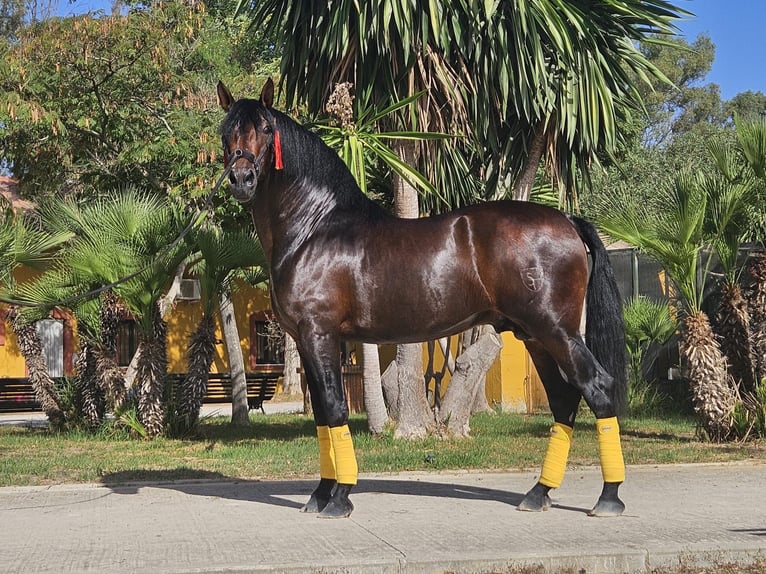 PRE Hengst 4 Jaar 168 cm Bruin in Jerez de la Frontera