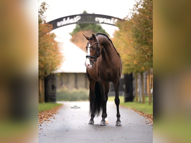 PRE Hengst 4 Jaar 168 cm Bruin in Heemskerk