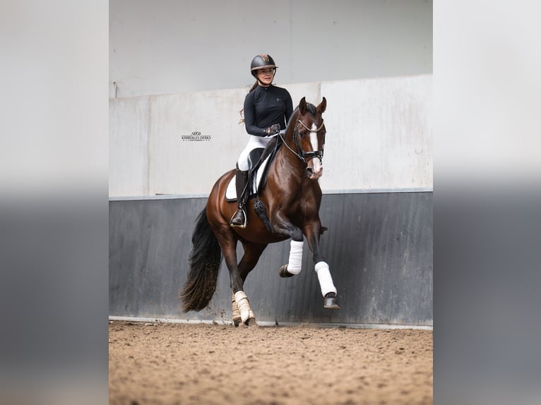 PRE Hengst 4 Jaar 168 cm Bruin in Heemskerk