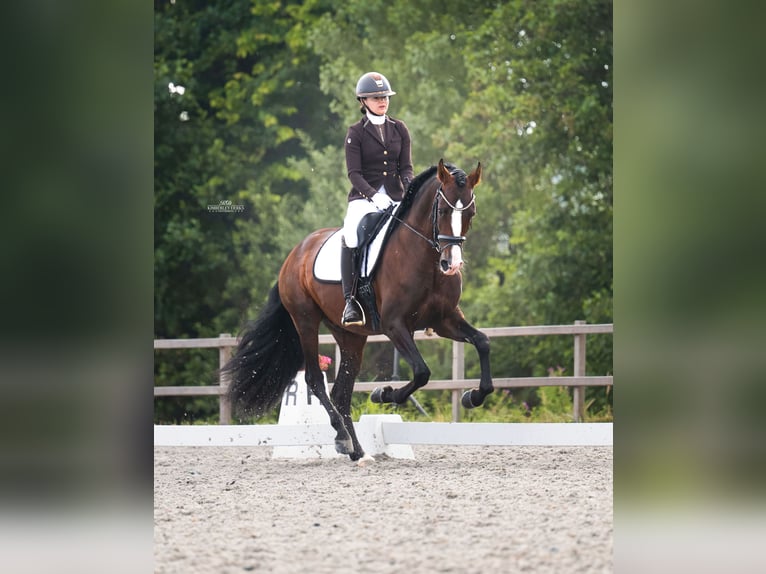 PRE Hengst 4 Jaar 168 cm Bruin in Heemskerk