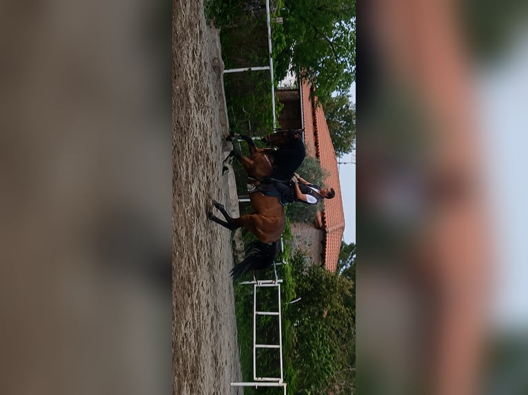 PRE Hengst 4 Jaar 168 cm Bruin in Navahermosa