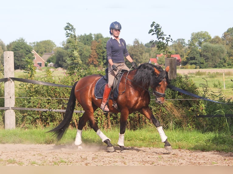 PRE Hengst 4 Jaar 168 cm Bruin in Wremen
