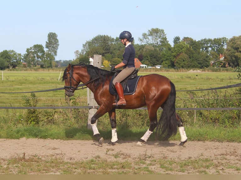 PRE Hengst 4 Jaar 168 cm Bruin in Wremen