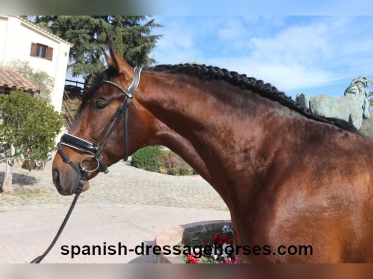 PRE Mix Hengst 4 Jaar 168 cm Bruin in Barcelona