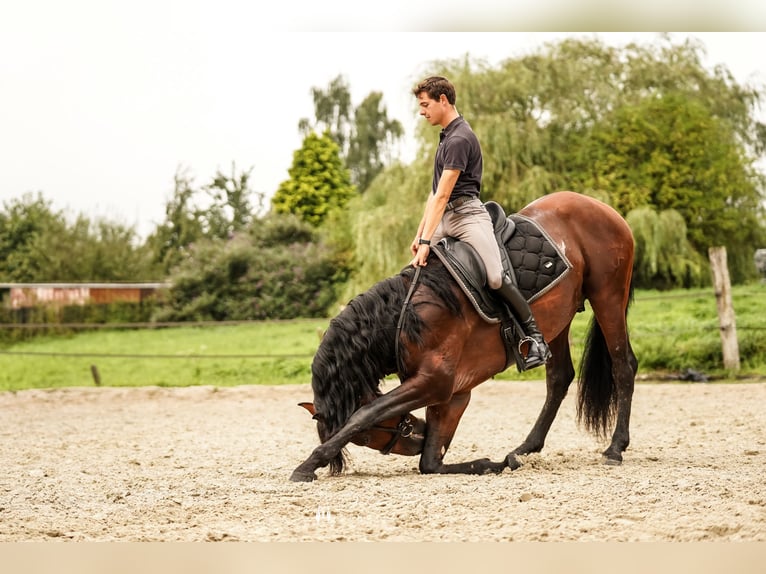 PRE Hengst 4 Jaar 168 cm Donkerbruin in Beauvechain