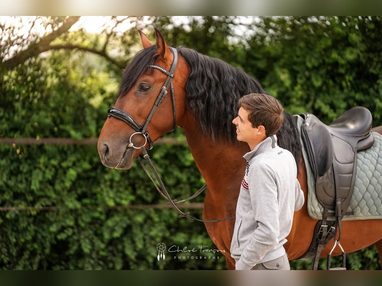 PRE Hengst 4 Jaar 168 cm Donkerbruin in Beauvechain