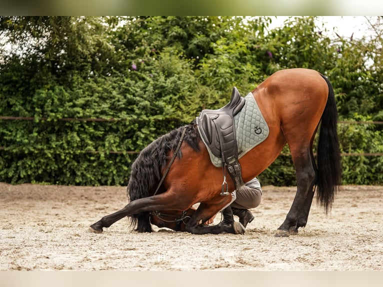 PRE Hengst 4 Jaar 168 cm Donkerbruin in Beauvechain