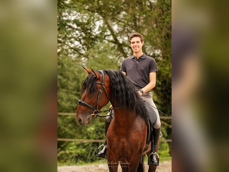 PRE Hengst 4 Jaar 168 cm Donkerbruin in Beauvechain