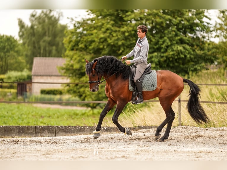 PRE Hengst 4 Jaar 168 cm Donkerbruin in Beauvechain