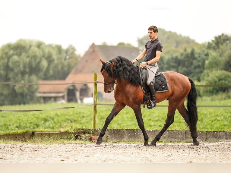 PRE Hengst 4 Jaar 168 cm Donkerbruin in Beauvechain