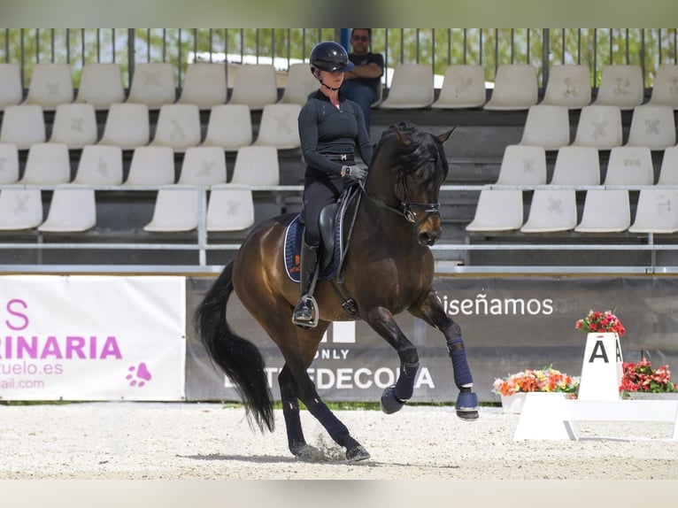 PRE Hengst 4 Jaar 168 cm Donkerbruin in Pedrezuela