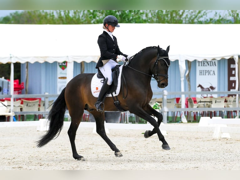 PRE Hengst 4 Jaar 168 cm Donkerbruin in Pedrezuela
