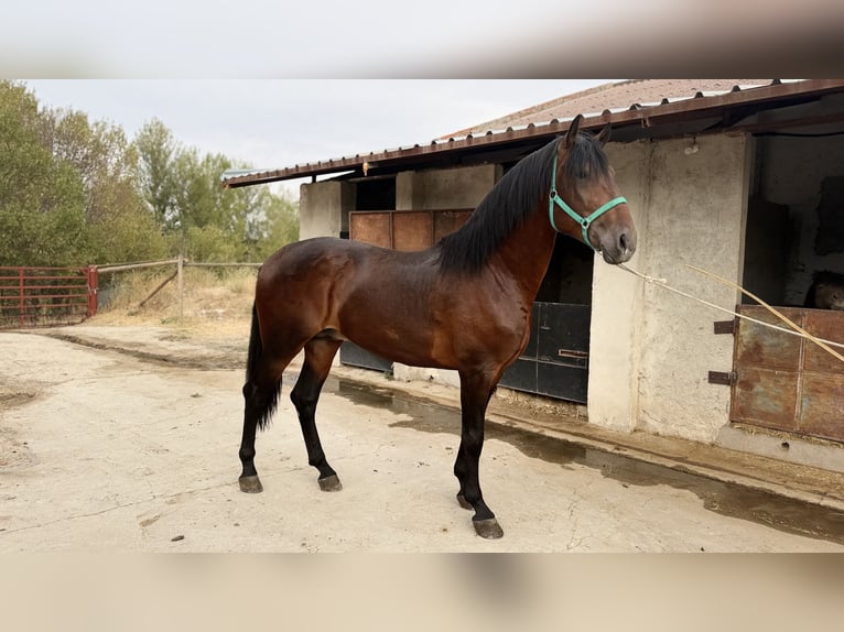 PRE Hengst 4 Jaar 168 cm Donkerbruin in Madrid