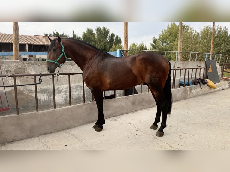 PRE Hengst 4 Jaar 168 cm Donkerbruin in Madrid