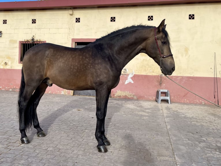 PRE Mix Hengst 4 Jaar 168 cm Falbe in Granollers