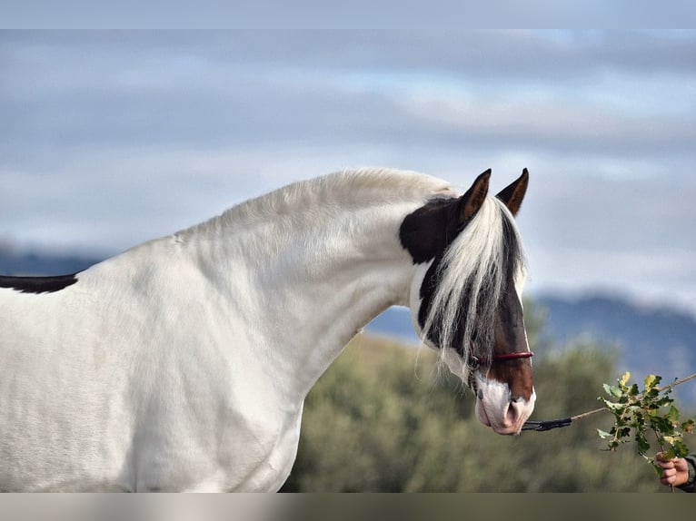 PRE Mix Hengst 4 Jaar 168 cm Gevlekt-paard in Granada