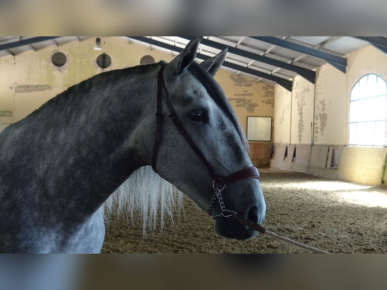 PRE Mix Hengst 4 Jaar 168 cm Schimmel in Alpera