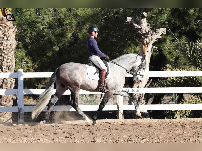 PRE Hengst 4 Jaar 168 cm Schimmel in Puerto Lumbreras