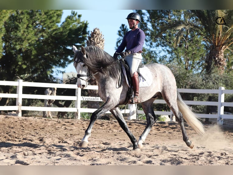 PRE Hengst 4 Jaar 168 cm Schimmel in Puerto Lumbreras