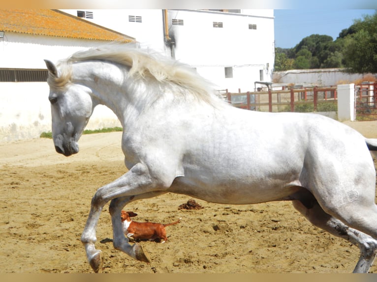 PRE Mix Hengst 4 Jaar 168 cm Schimmel in Vejer de la Frontera