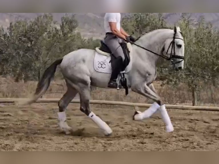 PRE Mix Hengst 4 Jaar 168 cm Schimmel in Santa Perpetua de Mogoda