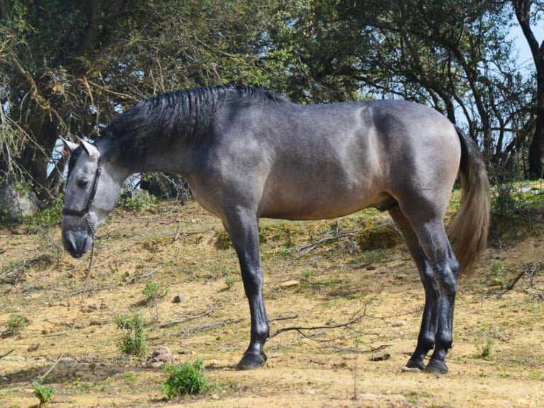 PRE Mix Hengst 4 Jaar 168 cm Schimmel in NAVAS DEL MADRONO