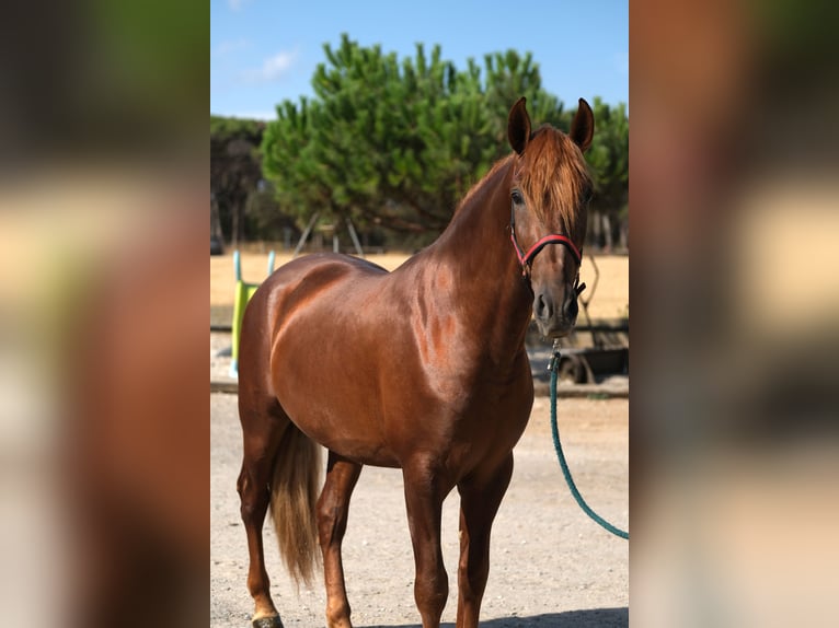 PRE Mix Hengst 4 Jaar 168 cm Vos in Hamburg