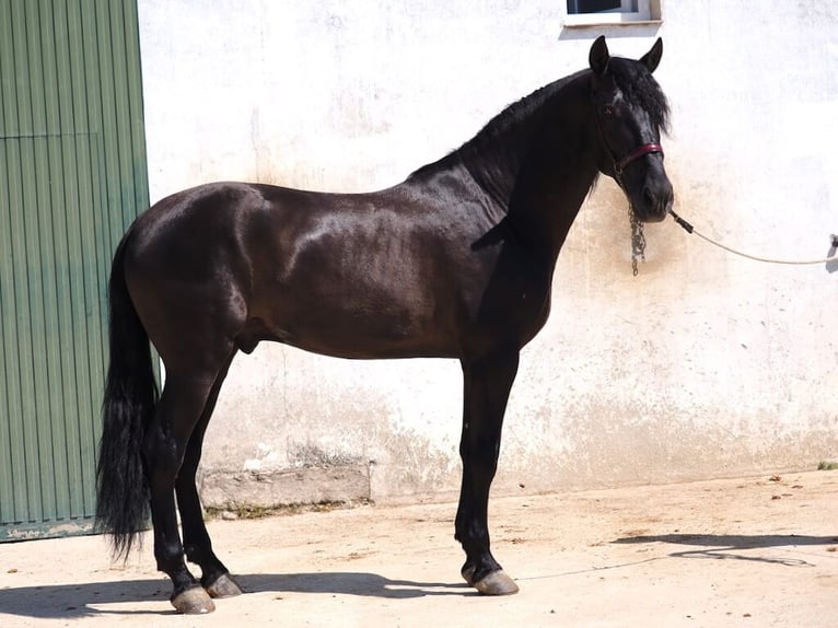 PRE Mix Hengst 4 Jaar 168 cm Zwart in Navas Del Madroño