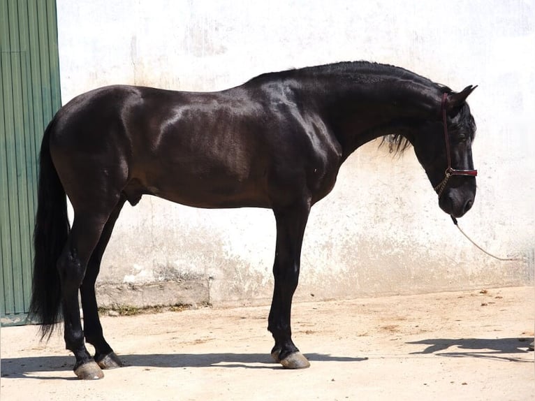 PRE Mix Hengst 4 Jaar 168 cm Zwart in Navas Del Madroño