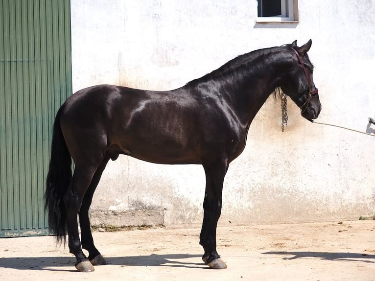 PRE Mix Hengst 4 Jaar 168 cm Zwart in Navas Del Madroño