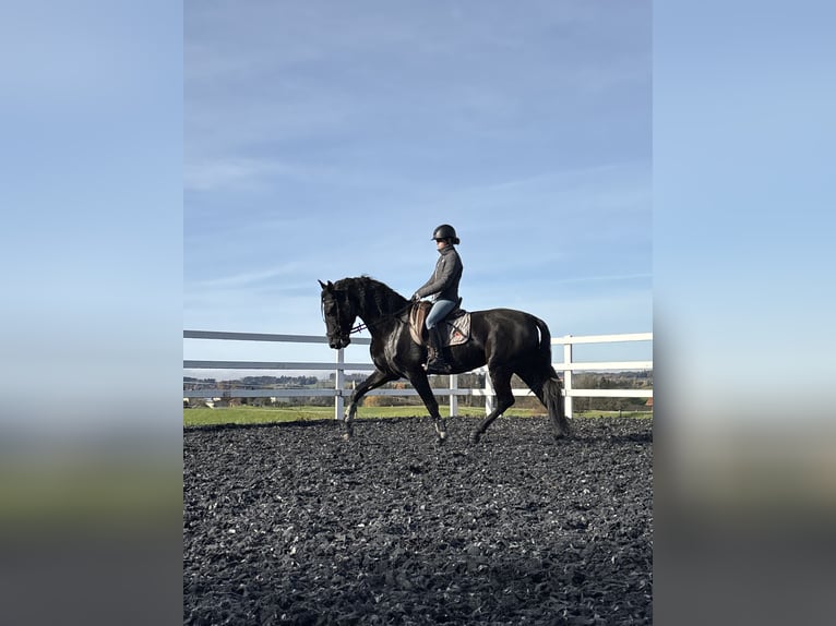 PRE Mix Hengst 4 Jaar 168 cm Zwart in Sigmarszell