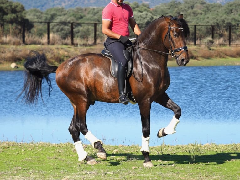 PRE Mix Hengst 4 Jaar 169 cm Bruin in Navas Del Madroño