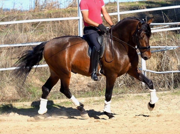 PRE Mix Hengst 4 Jaar 169 cm Bruin in Navas Del Madroño