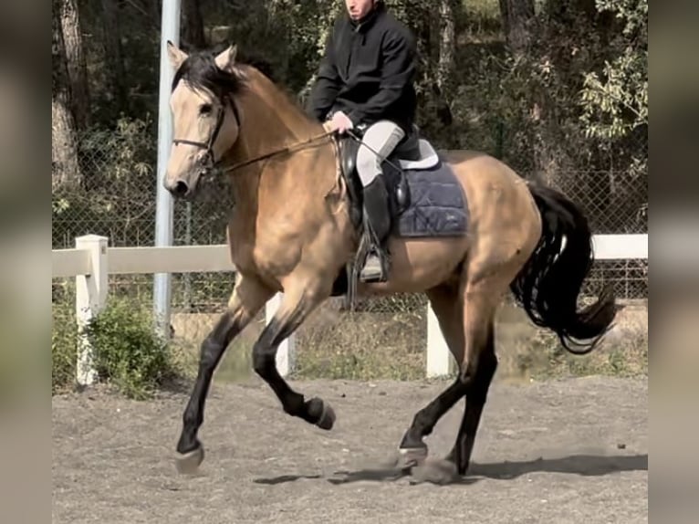 PRE Mix Hengst 4 Jaar 169 cm Falbe in Barcelona