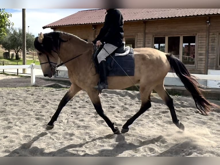 PRE Mix Hengst 4 Jaar 169 cm Falbe in Barcelona