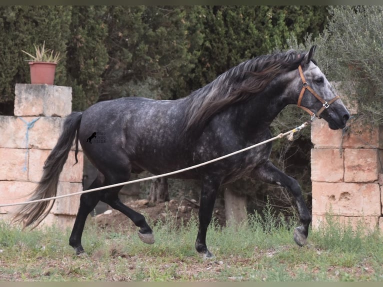 PRE Hengst 4 Jaar 169 cm Schimmel in Mallorca