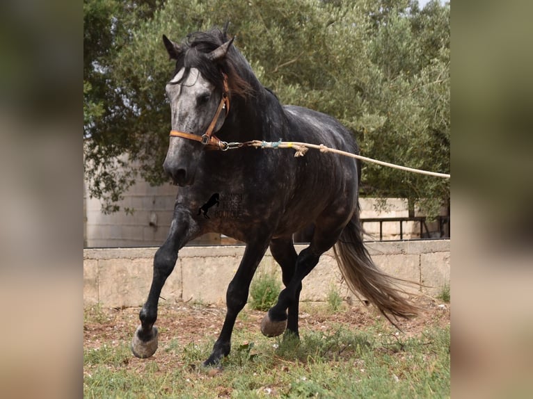 PRE Hengst 4 Jaar 169 cm Schimmel in Mallorca