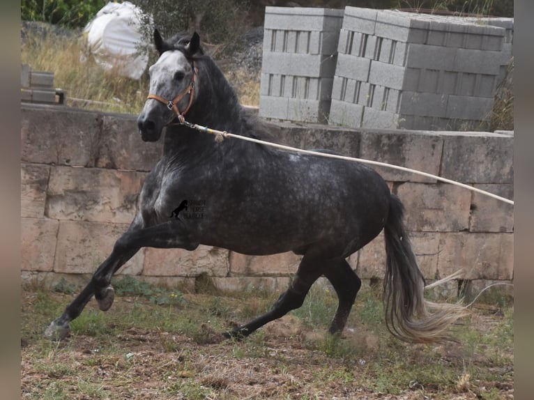 PRE Hengst 4 Jaar 169 cm Schimmel in Mallorca