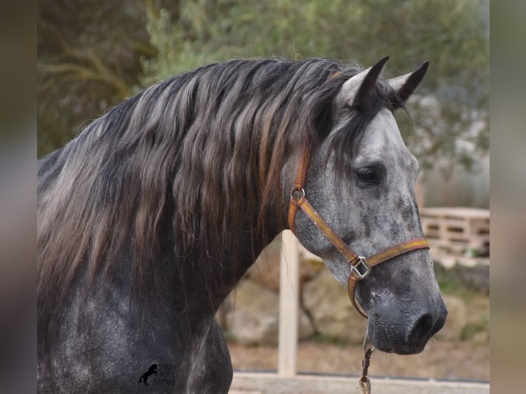 PRE Hengst 4 Jaar 169 cm Schimmel in Mallorca