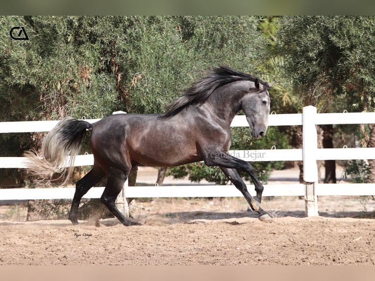 PRE Hengst 4 Jaar 170 cm Appelschimmel in Puerto Lumbreras